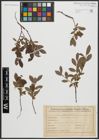 Foto von Salix arbuscula L.